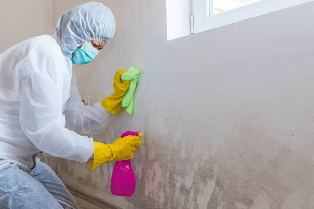 Best Mold Remediation for Healthcare Facilities in USA